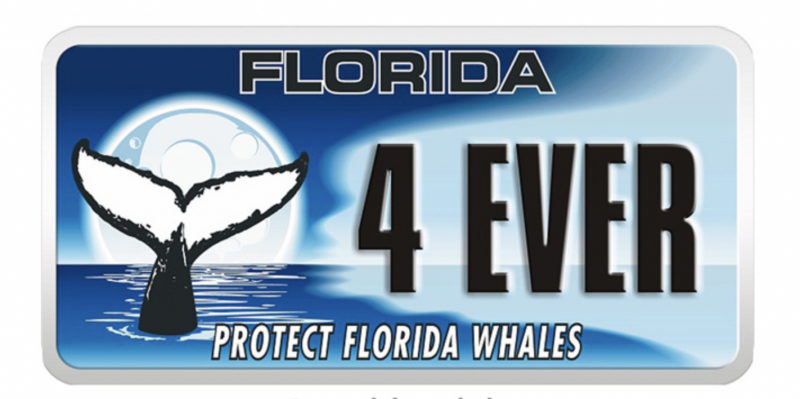 Protect Florida Whales Specialty Plate